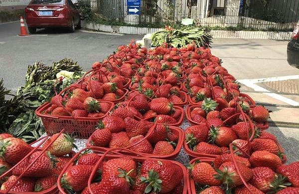 2.1草莓1