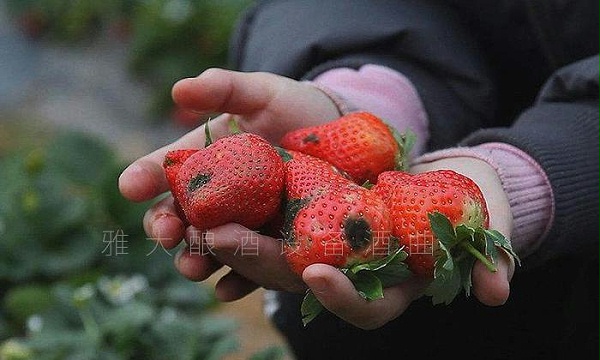 2.3草莓3