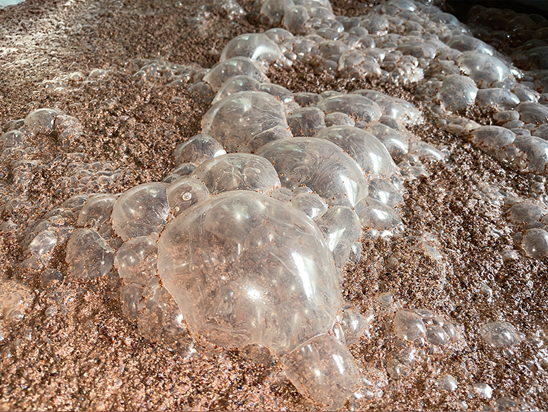 微生物与氧气相结合