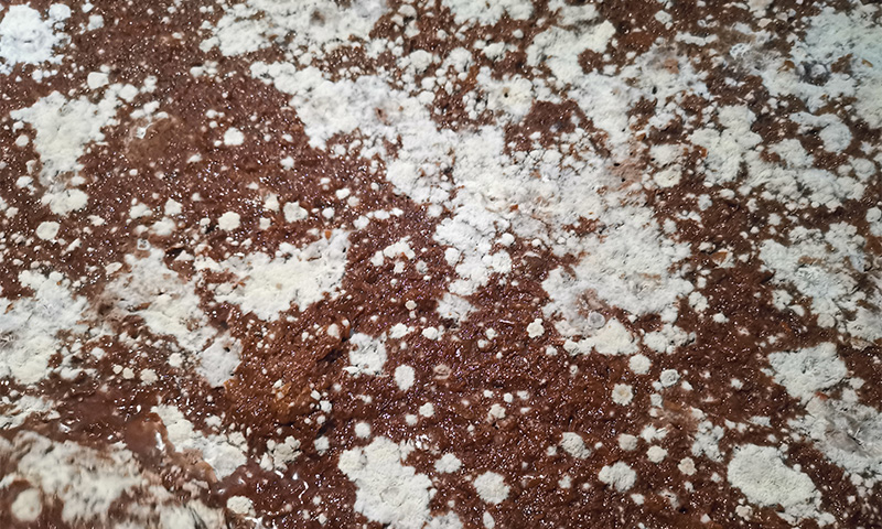 发酵失败