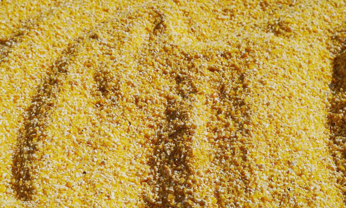 9.8玉米熟料液态发酵，请将玉米粉碎成小颗粒