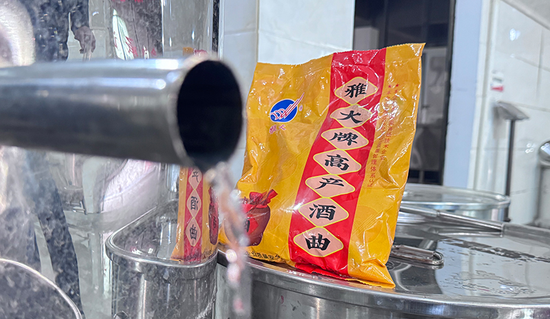雅大酒曲发酵快菌群活力旺盛